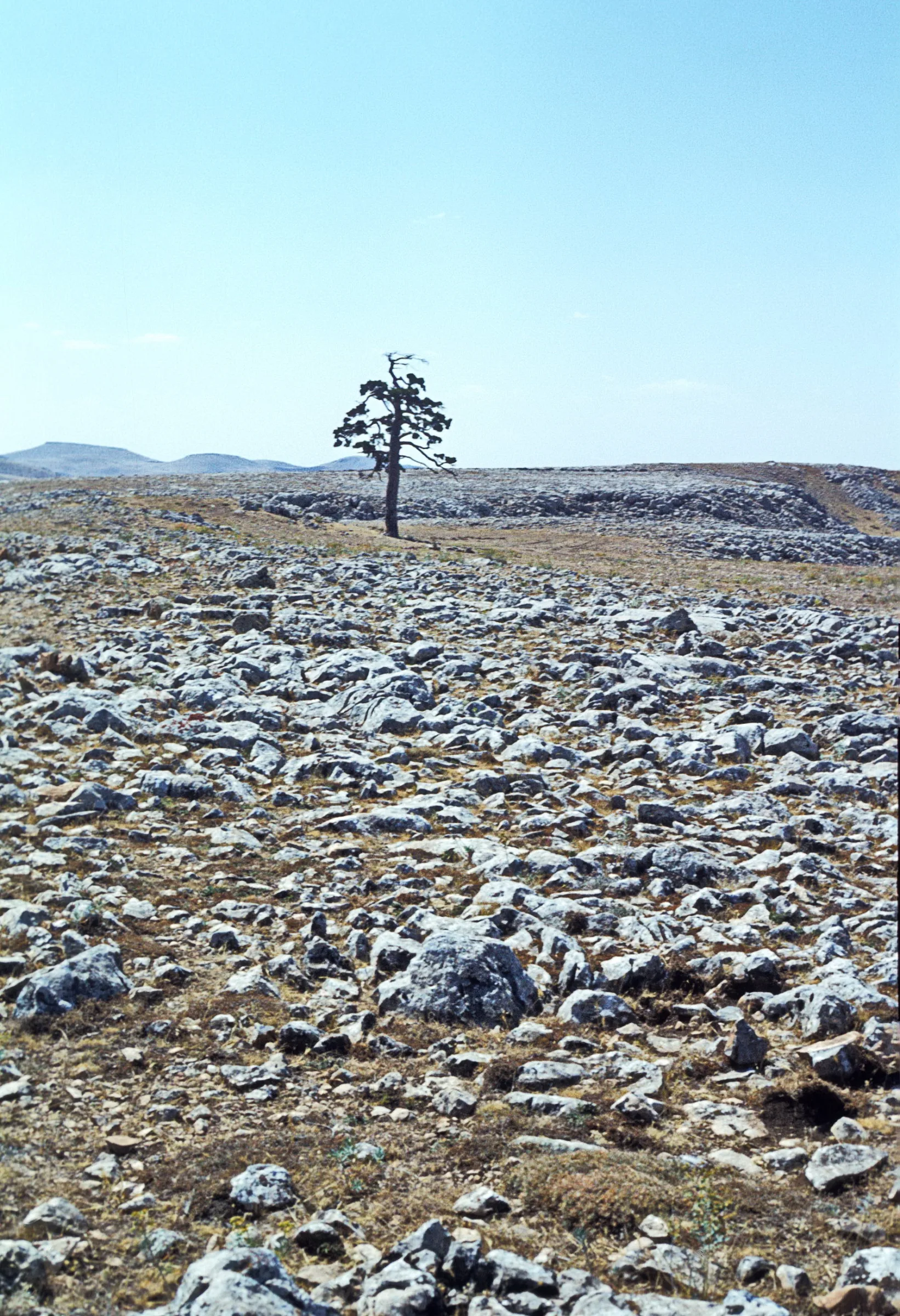 Pine trees on the slopes of Elmadağ near Ankara